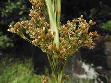 f:id:chuumeikun:20161116011910j:plain f:id:chuumeikun:20161116011910j:plain