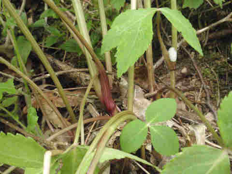 f:id:chuumeikun:20161118085317j:plain f:id:chuumeikun:20161118085317j:plain