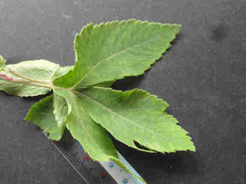 f:id:chuumeikun:20161118085347j:plain f:id:chuumeikun:20161118085347j:plain