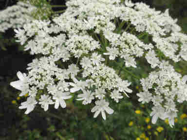 f:id:chuumeikun:20161118085755j:plain f:id:chuumeikun:20161118085755j:plain