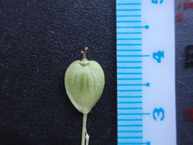 f:id:chuumeikun:20161118085821j:plain f:id:chuumeikun:20161118085821j:plain