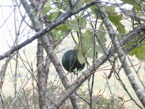 f:id:chuumeikun:20161118085928j:plain f:id:chuumeikun:20161118085928j:plain