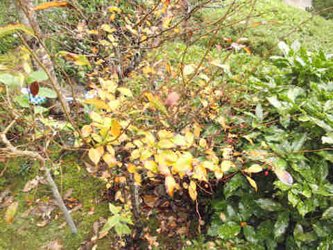 f:id:chuumeikun:20161122081027j:plain f:id:chuumeikun:20161122081027j:plain