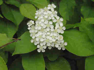 f:id:chuumeikun:20161122082017j:plain f:id:chuumeikun:20161122082017j:plain