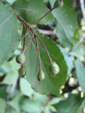 f:id:chuumeikun:20161122082031j:plain f:id:chuumeikun:20161122082031j:plain