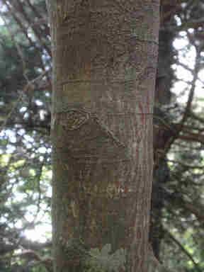 f:id:chuumeikun:20161122082045j:plain f:id:chuumeikun:20161122082045j:plain