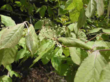 f:id:chuumeikun:20161122082100j:plain f:id:chuumeikun:20161122082100j:plain