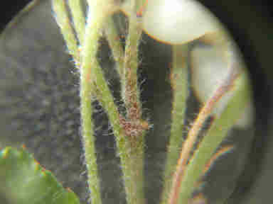 f:id:chuumeikun:20161122082113j:plain f:id:chuumeikun:20161122082113j:plain