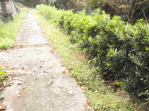 f:id:chuumeikun:20161122082154j:plain f:id:chuumeikun:20161122082154j:plain