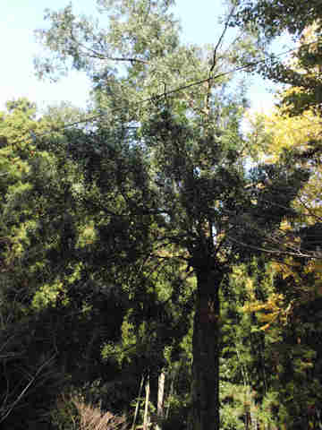 f:id:chuumeikun:20161123094727j:plain f:id:chuumeikun:20161123094727j:plain