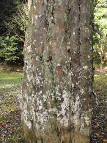 f:id:chuumeikun:20161123094747j:plain f:id:chuumeikun:20161123094747j:plain