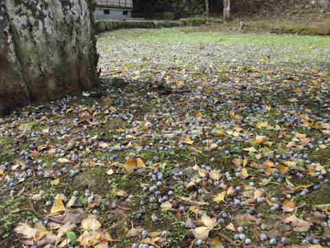 f:id:chuumeikun:20161123094805j:plain f:id:chuumeikun:20161123094805j:plain