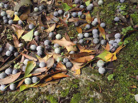 f:id:chuumeikun:20161123094821j:plain f:id:chuumeikun:20161123094821j:plain