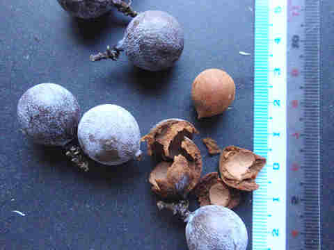 f:id:chuumeikun:20161123094838j:plain f:id:chuumeikun:20161123094838j:plain