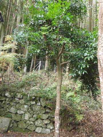 f:id:chuumeikun:20161123094857j:plain f:id:chuumeikun:20161123094857j:plain