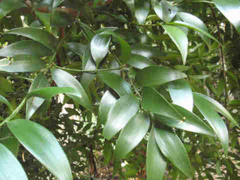 f:id:chuumeikun:20161123094959j:plain f:id:chuumeikun:20161123094959j:plain