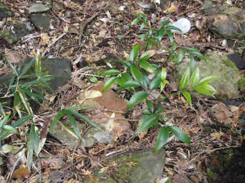 f:id:chuumeikun:20161123095014j:plain f:id:chuumeikun:20161123095014j:plain