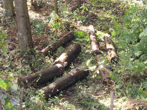 f:id:chuumeikun:20161123095030j:plain f:id:chuumeikun:20161123095030j:plain