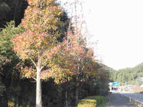 f:id:chuumeikun:20161126185630j:plain