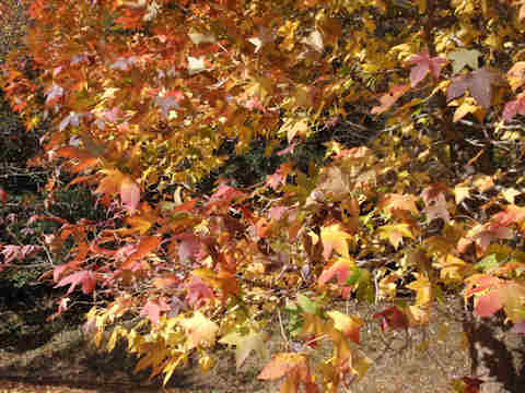 f:id:chuumeikun:20161126185801j:plain