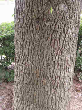 f:id:chuumeikun:20161126185848j:plain