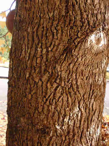 f:id:chuumeikun:20161126185902j:plain