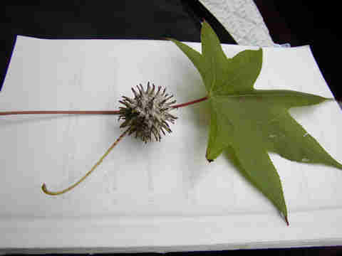 f:id:chuumeikun:20161126185915j:plain