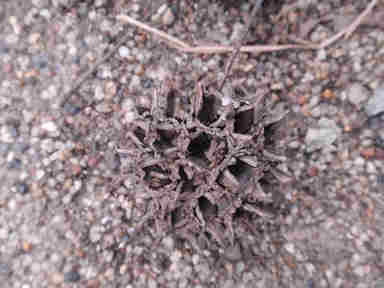 f:id:chuumeikun:20161126185938j:plain