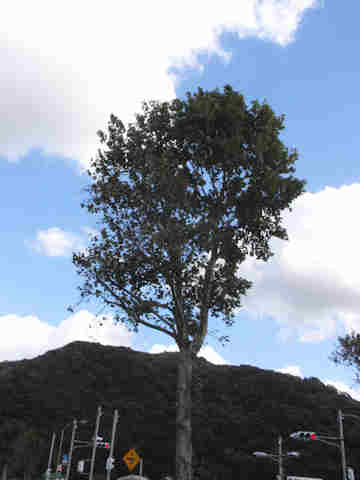 f:id:chuumeikun:20161126190040j:plain