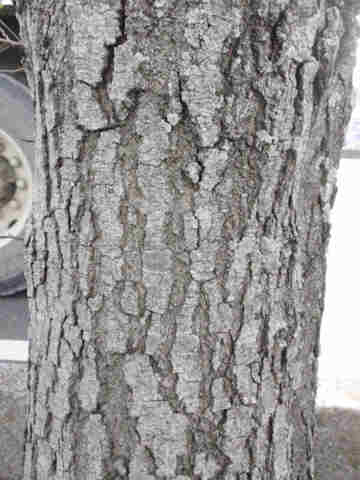 f:id:chuumeikun:20161126190110j:plain