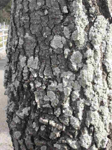 f:id:chuumeikun:20161126190126j:plain