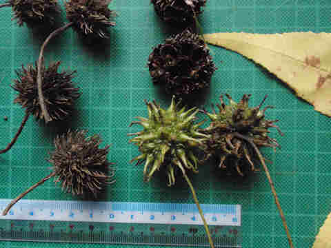 f:id:chuumeikun:20161126190207j:plain