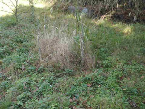 f:id:chuumeikun:20161126190222j:plain