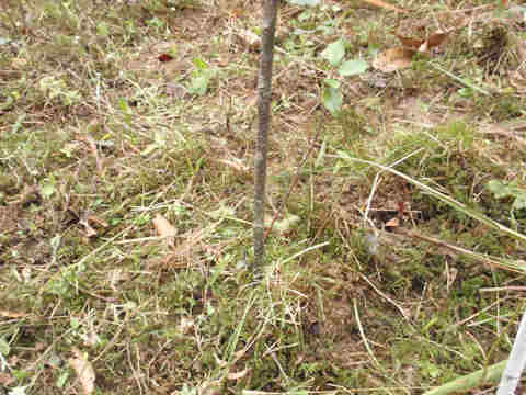 f:id:chuumeikun:20161126190250j:plain