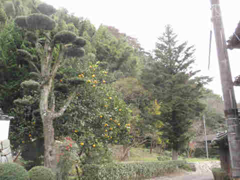 f:id:chuumeikun:20161201060509j:plain