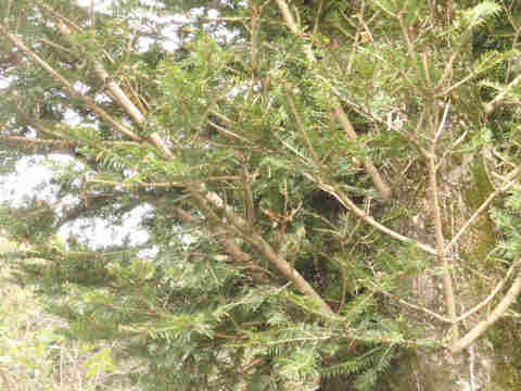 f:id:chuumeikun:20161201060643j:plain