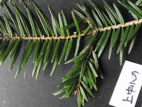 f:id:chuumeikun:20161201060708j:plain