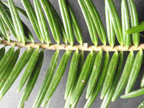 f:id:chuumeikun:20161201060722j:plain