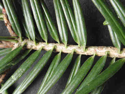 f:id:chuumeikun:20161201060734j:plain