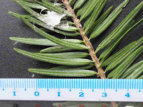 f:id:chuumeikun:20161201060806j:plain