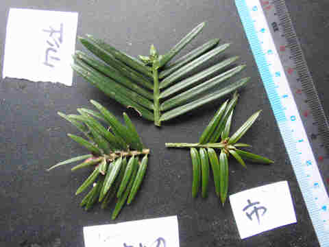 f:id:chuumeikun:20161201060841j:plain