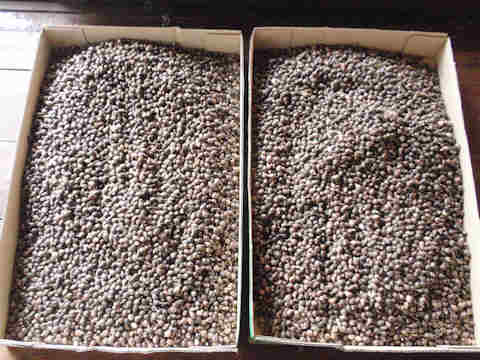 f:id:chuumeikun:20161203202345j:plain