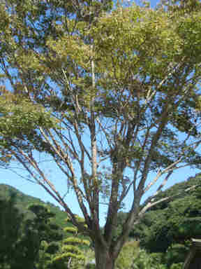 f:id:chuumeikun:20161204142610j:plain