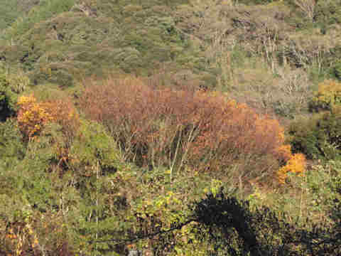 f:id:chuumeikun:20161204142624j:plain