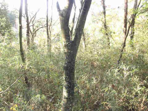 f:id:chuumeikun:20161204142638j:plain