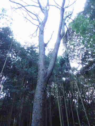 f:id:chuumeikun:20161204142649j:plain