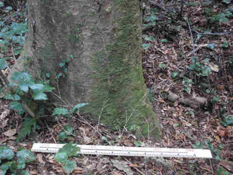 f:id:chuumeikun:20161204142702j:plain