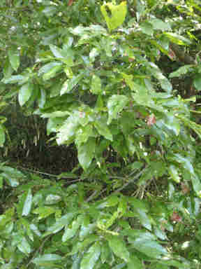 f:id:chuumeikun:20161204142758j:plain