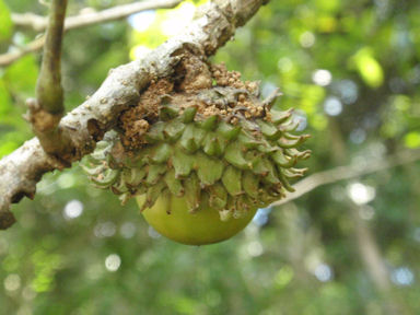 f:id:chuumeikun:20161204142811j:plain