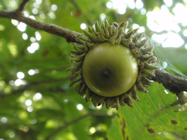 f:id:chuumeikun:20161204142825j:plain